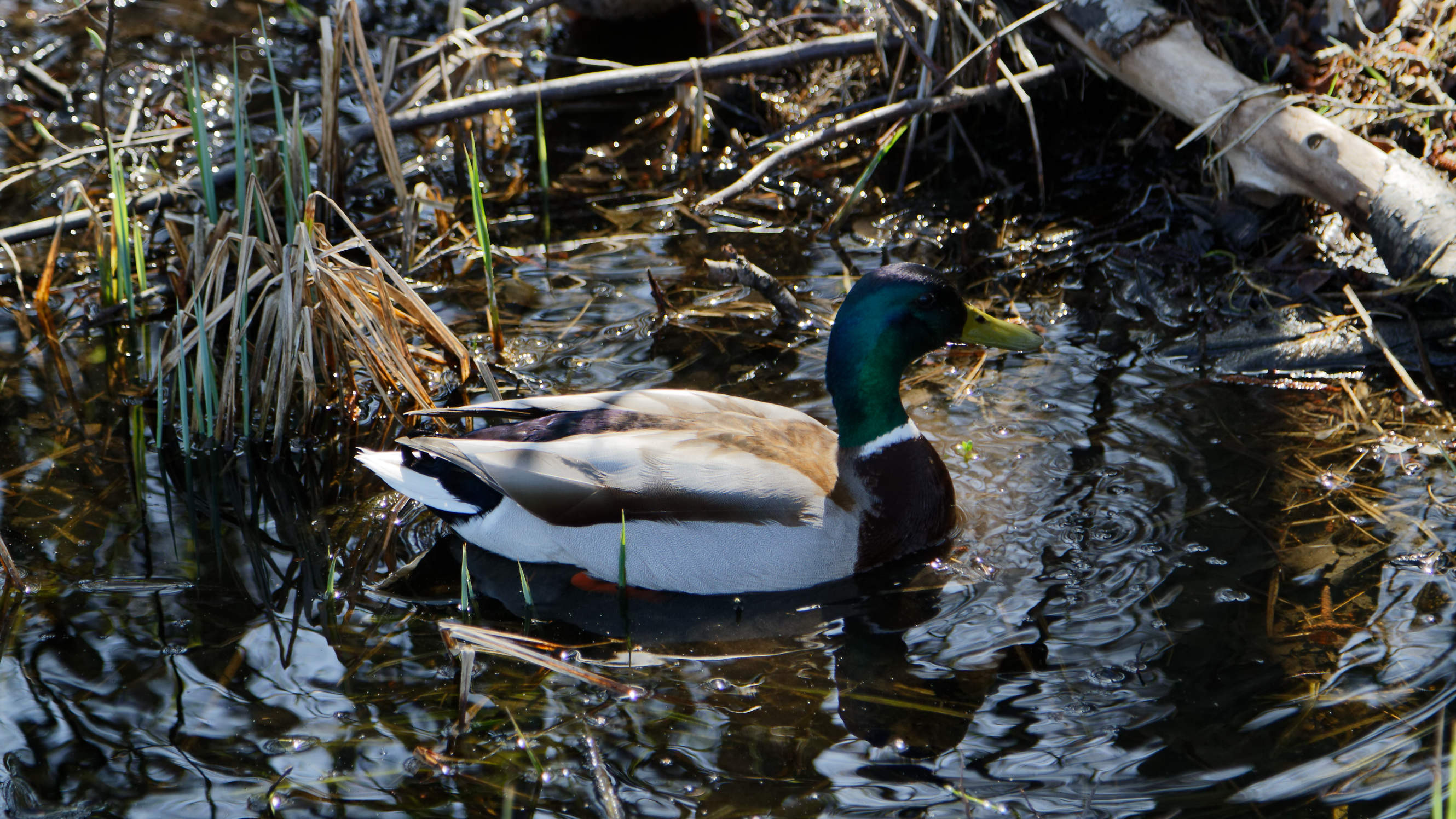 20210420 Lyngby Sø 65